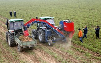 大荔15万亩胡萝卜实现生产全程机械化